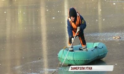 В Ярославле появились первые жертвы холодов: погибли утки в парке «Нефтяник»