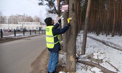 За повреждение деревьев рекламой организации будут штрафовать на полмиллиона