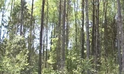 Нарубил дров на 200 тысяч: полиция задержала жителя Некоузского района за незаконную порубку