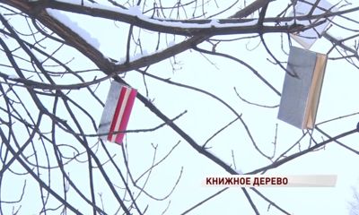 На дереве в Первомайском бульваре «выросли» книги: что означает новый арт-объект