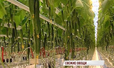 Огурцов и помидоров в регионе станет больше