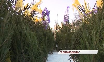 Новогодние праздники закончились: куда сдать с пользой елочки