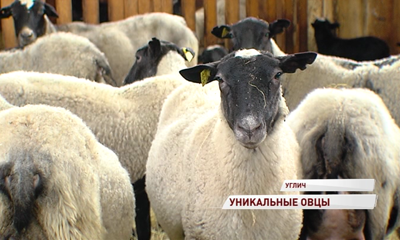 В регионе появился первый племенной завод по разведению овец