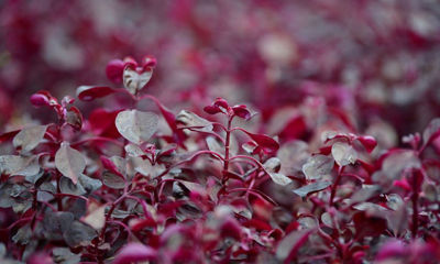 В мэрии рассказали, когда Ярославль зацветет по-весеннему