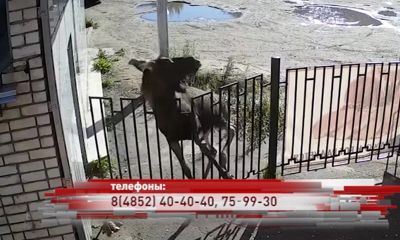 В Большесельском районе убили первого в этом году бешеного лося