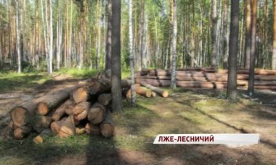 Экс-директор лесничества разрешил рубить лес в заказнике