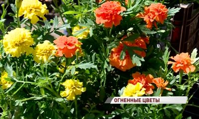 В Ярославль прибыли цветы с опасным паразитом: бархатцы пришлось сжечь