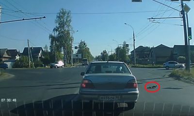 ВИДЕО: Водители остановились, чтобы пропустить утиное семейство