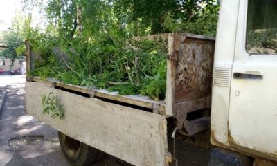 После поста в соцсетях из ярославского двора вывезли дерево