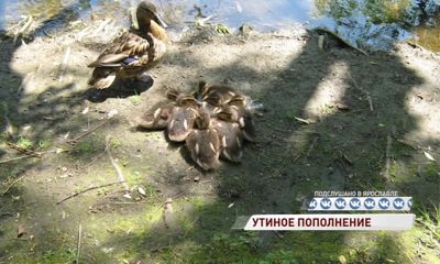 В парке «Нефтяник» утиная семья обзавелась потомством