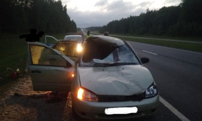 На трассе Москва-Холмогоры водитель на «Ладе» сбил лося