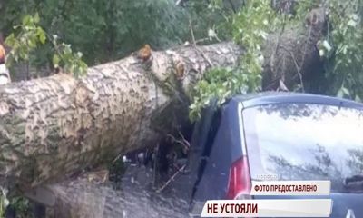 В Ярославле из-за сильного ветра попадали деревья