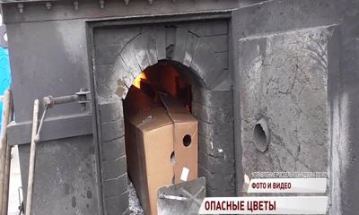 Вместо вазы – печь: в Ярославле сожгли цветы с опасным вирусом