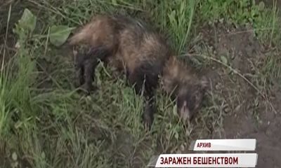 В Ярославской области зафиксирован новый случай бешенства