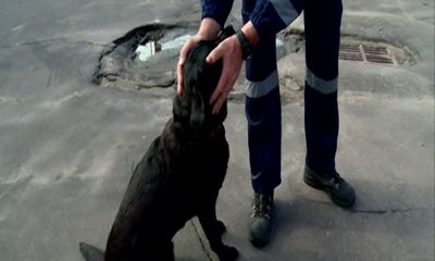 Ярославский лабрадор Хита стала лучшей на соревнованиях кинологических расчетов