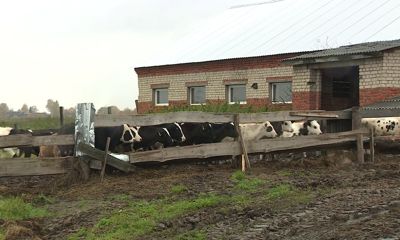 Государственный грант на развитие фермерского хозяйства в Ярославской области могут получить разные отрасли