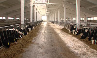 Инвестор вложит в колхоз в Ростовском районе больше двух миллиардов рублей