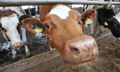 В Ярославской области надои молока увеличились