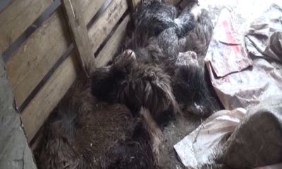 В Рыбинском районе браконьер охотился на лосей с помощью капканов