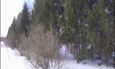 В Угличском районе браконьеры убили 10 лосей