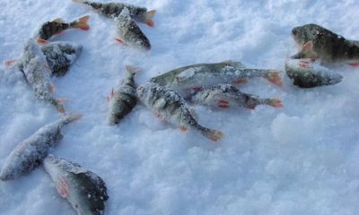 Любительская рыбалка: какие нововведения будут в 2020 году