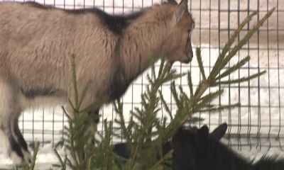 Новогодние елки ярославцев скормят козлам и верблюдам