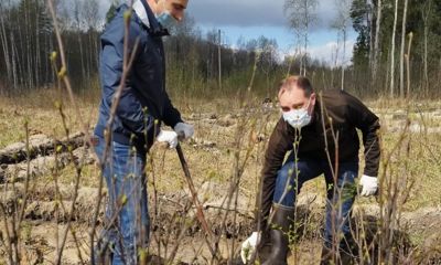 В Некрасовском районе высадили 3500 саженцев