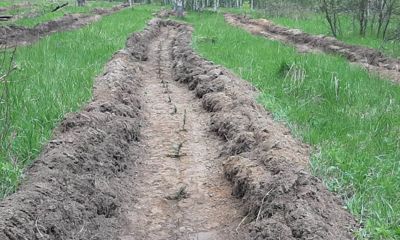 В регионе высадили более 100 тысяч елей в рамках акции 