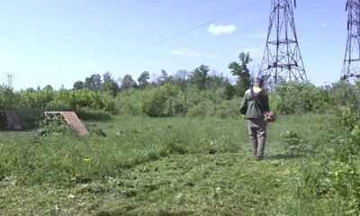 В Ленинском районе Ярославля прошел покос борщевика