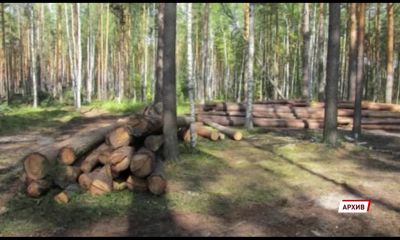 В Угличском районе заготовитель незаконно нарубил дров на миллион рублей