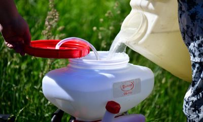 В Ярославле травят борщевик химическими препаратами