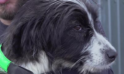 В приюте САХ рассказали, как живут бездомные собаки