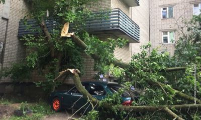 В Дзержинском районе шестиметровая ветка придавила девочку во время грозы