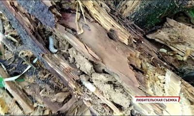 На Ярославский регион напал паразит: объявлен карантин