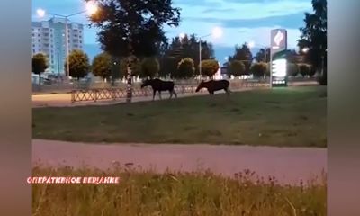 Лоси вновь навестили жителей Ярославля