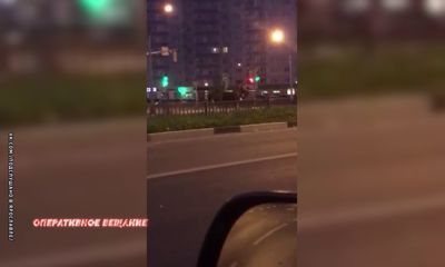 В Ярославле лоси вышли на проезжую часть