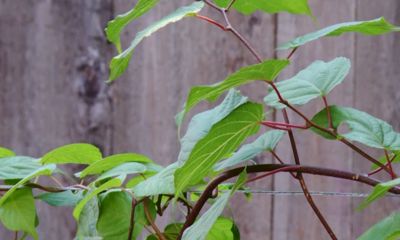 Утреннее шоу «Овсянка» от 04.09.20: общаемся с участницами клуба интеллектуальных игр и знакомимся с актинидией