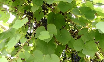 Утреннее шоу «Овсянка» от 07.09.20: учимся ухаживать за кожей и виноградом