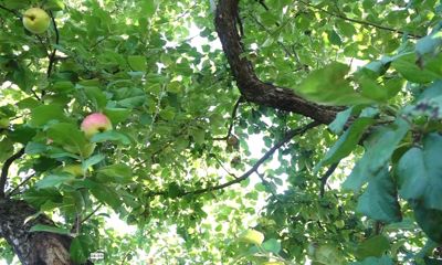 Утреннее шоу «Овсянка» от 14.09.20: учимся бегать правильно и прививать деревья