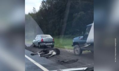 На трассе М-8 сбили лося