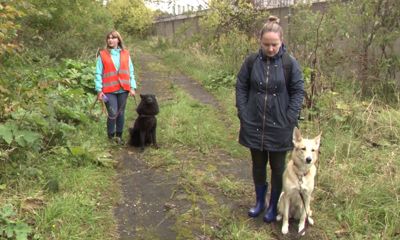В Ярославле поисково-спасательный отряд провел учения для четвероногих героев