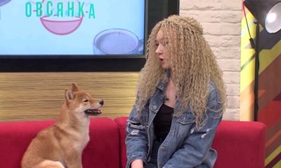 Утреннее шоу «Овсянка» от 28.09.20: о сиба-ину и гибридах вишни и черешни