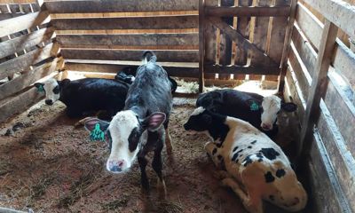 Ярославские фермеры в этом году получили гранты общим объемом 14,7 миллионов рублей