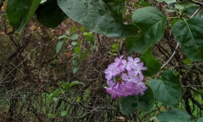 Зацветает сирень и цветы: десять фотографий растений, перепутавших сезоны