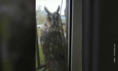 Балкон ярославца посетила сова