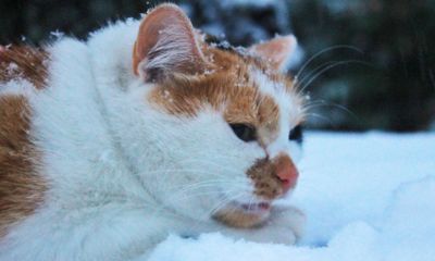 Погода резко испортится: МЧС выпустило экстренное предупреждение для ярославцев