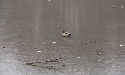 «Спасите утку!»: дети и специалисты ЦГЗ пытались вызволить птицу из ледового плена