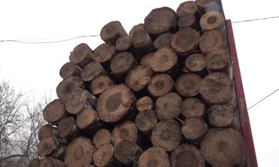 Лесные инспекторы провели очередной рейд по проверке лесовозов