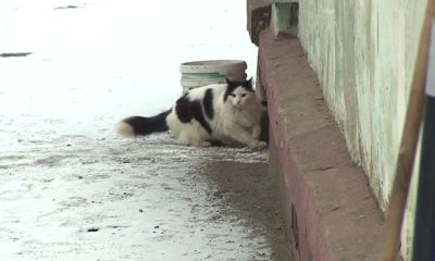 Более ста спасенных животных: ярославна заботится о бездомных собаках и кошках