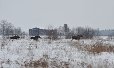 В Ярославской области задержали мужчину, незаконно охотившегося на лосей